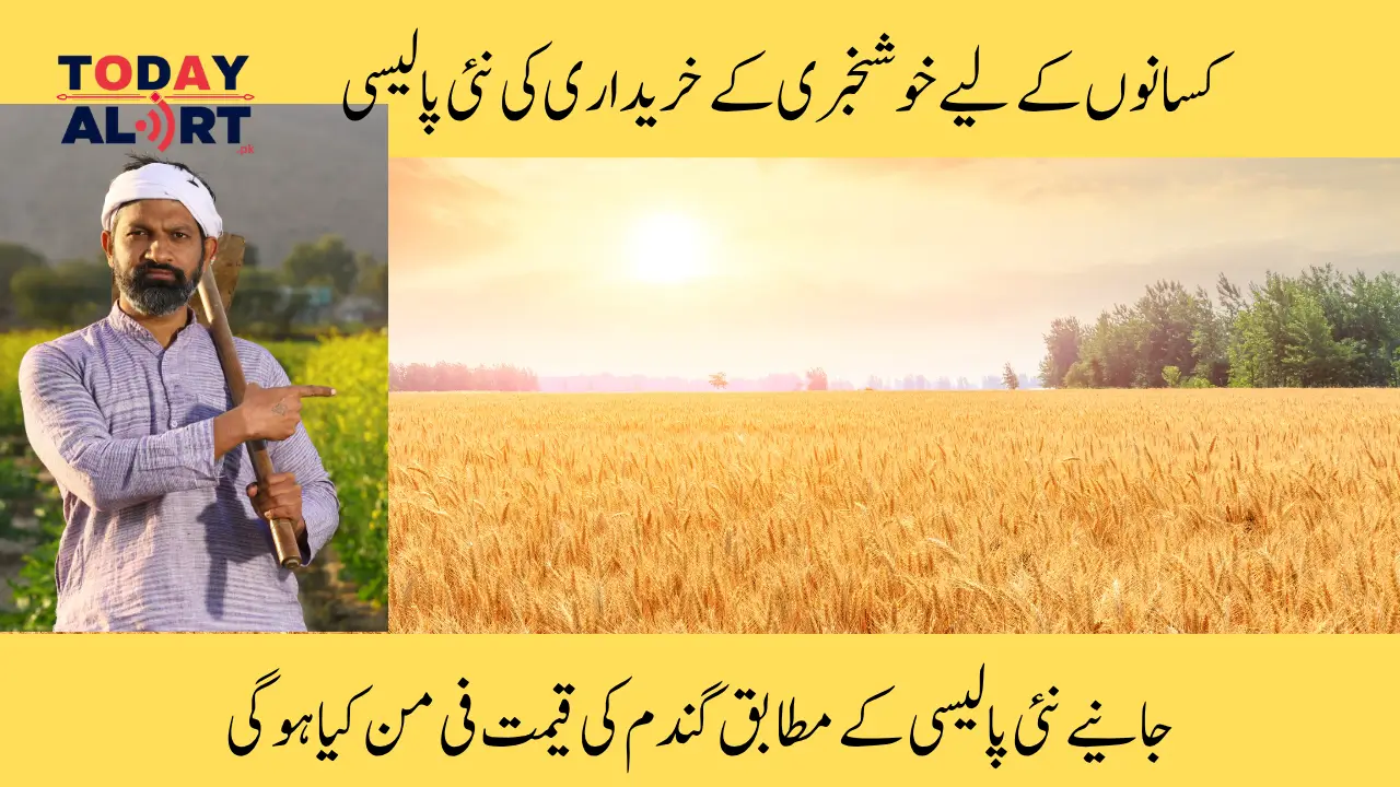 Government Approves Wheat Policy 2025-26: Farmers to Receive Rs3,500 per Maund