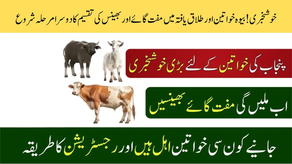 Punjab Livestock Distribution Scheme Phase 2 Started - Free Cows and Buffaloes For Widows